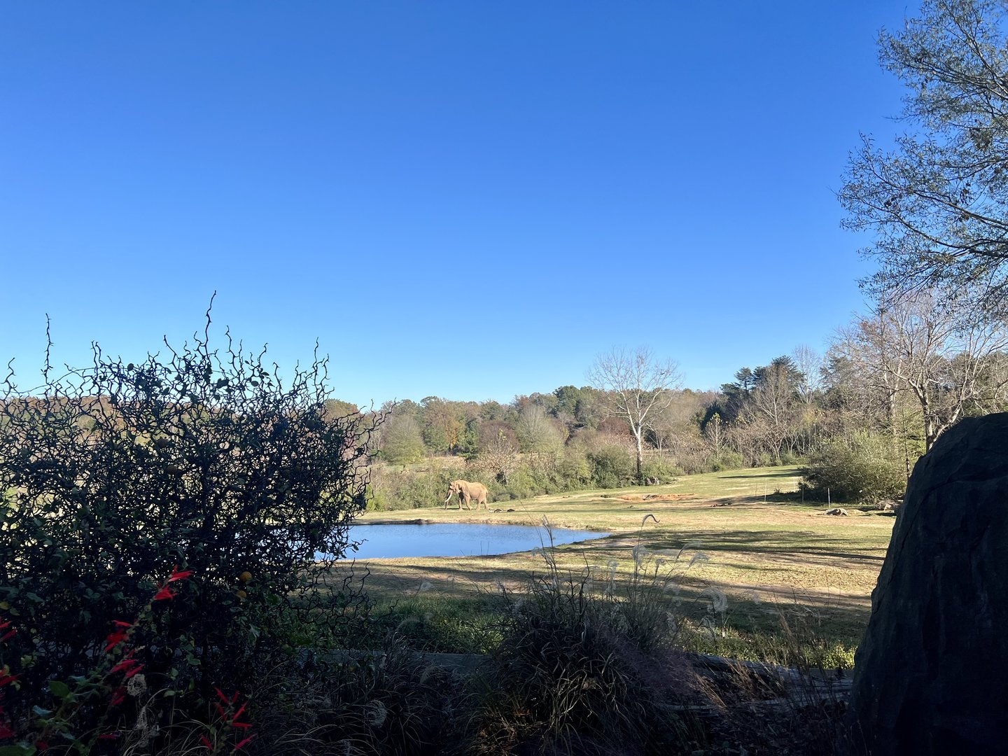African Elephant Exhibit