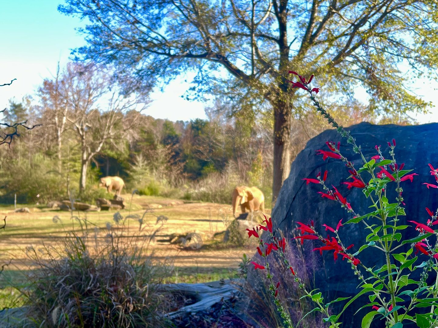 African Elephant Exhibit