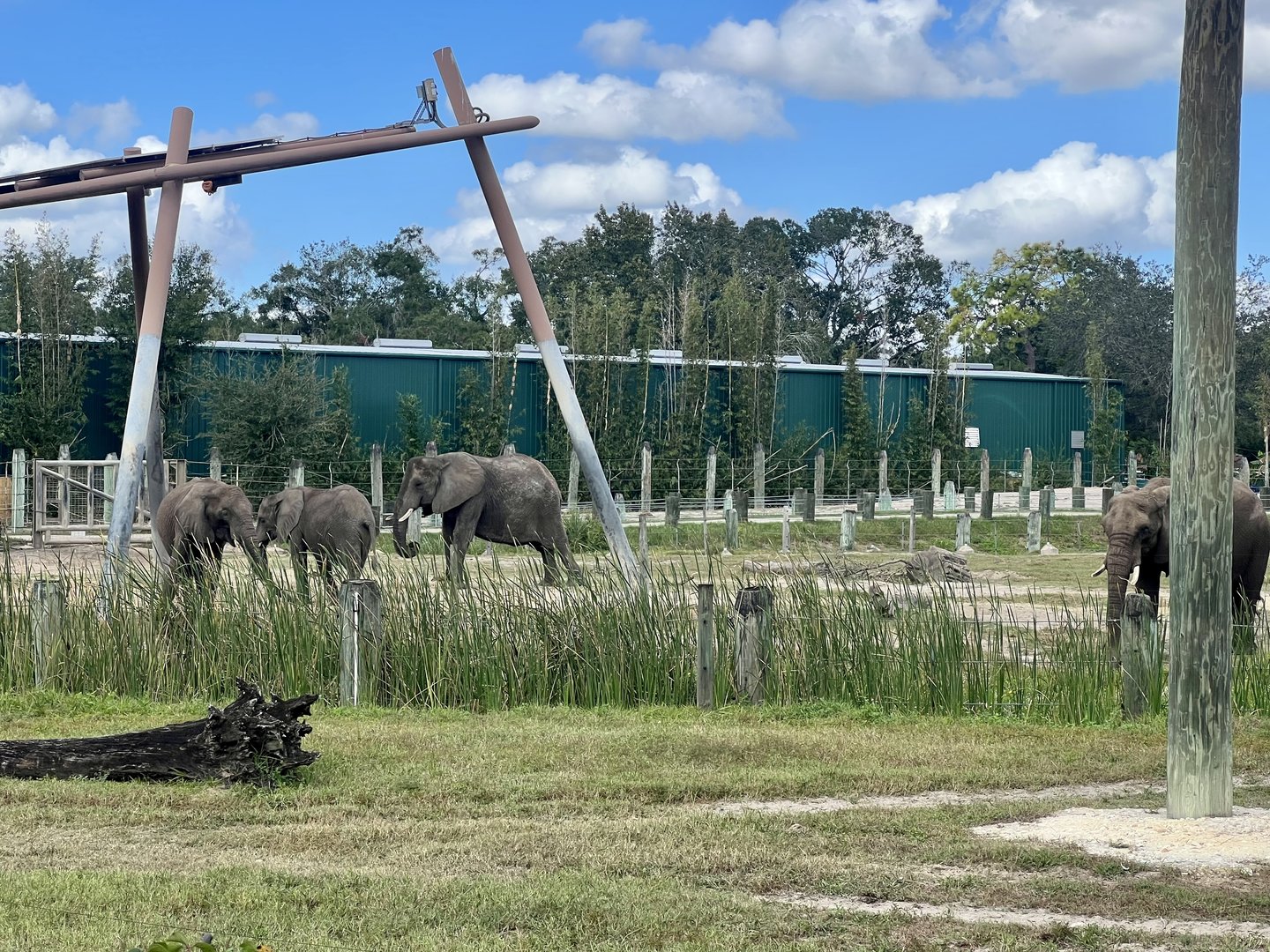 African Elephant Exhibit