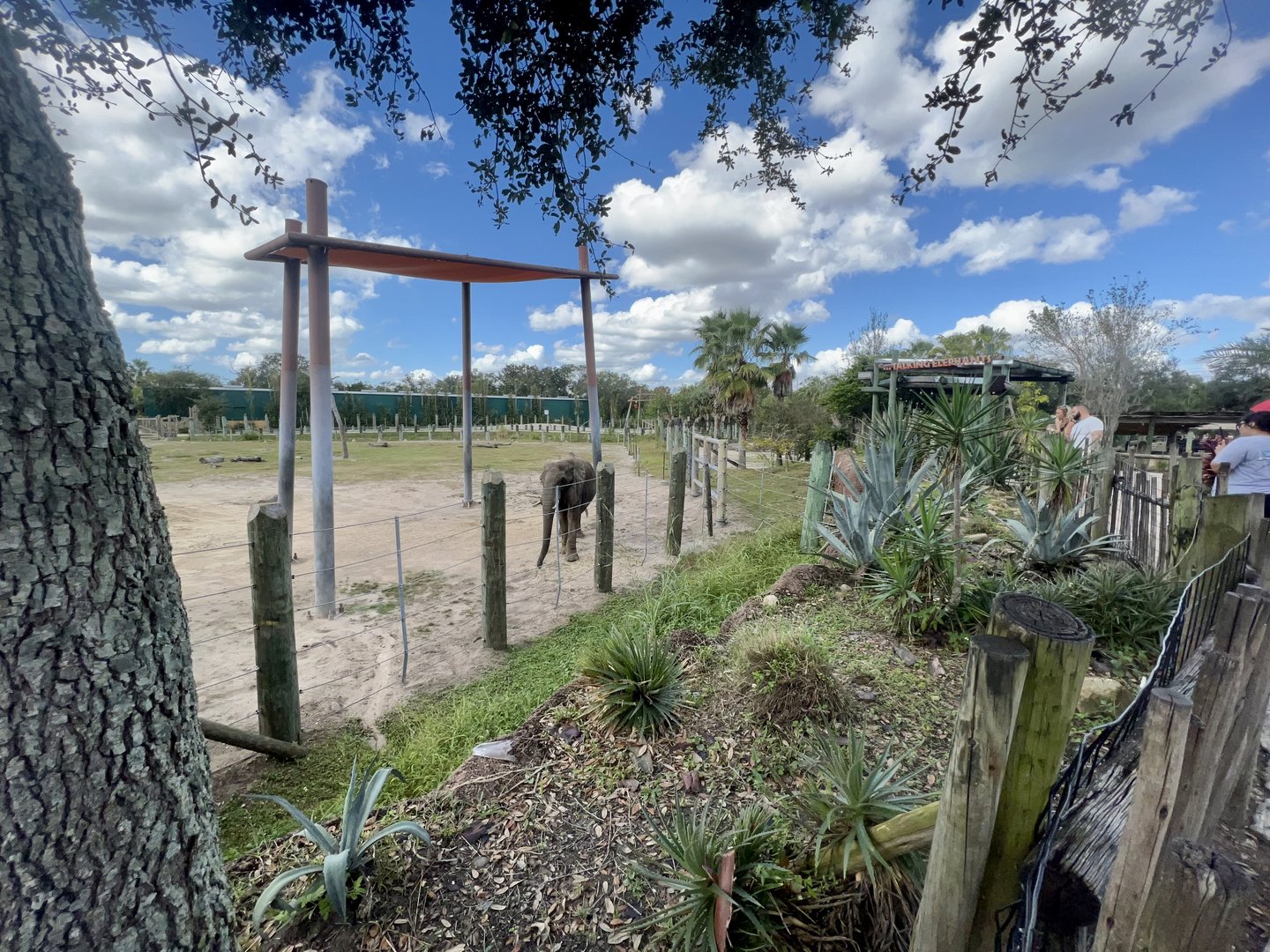 African Elephant Exhibit
