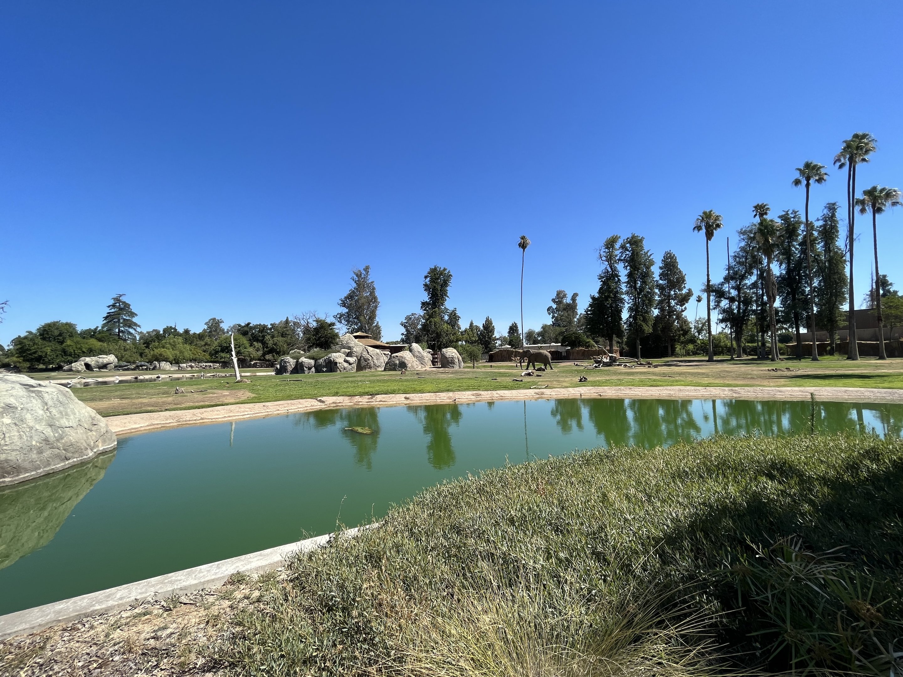 African Elephant Exhibit