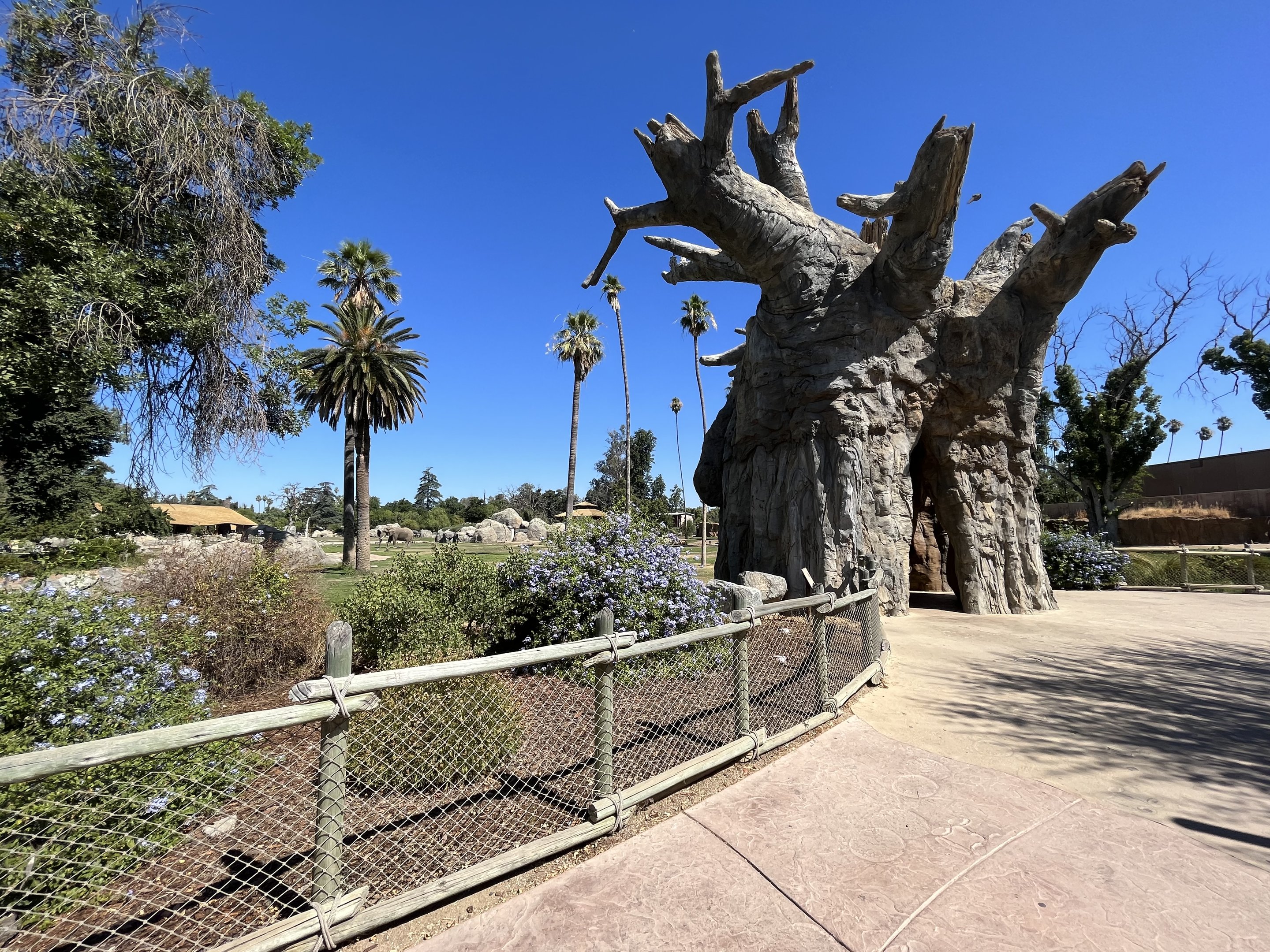 African Elephant Exhibit