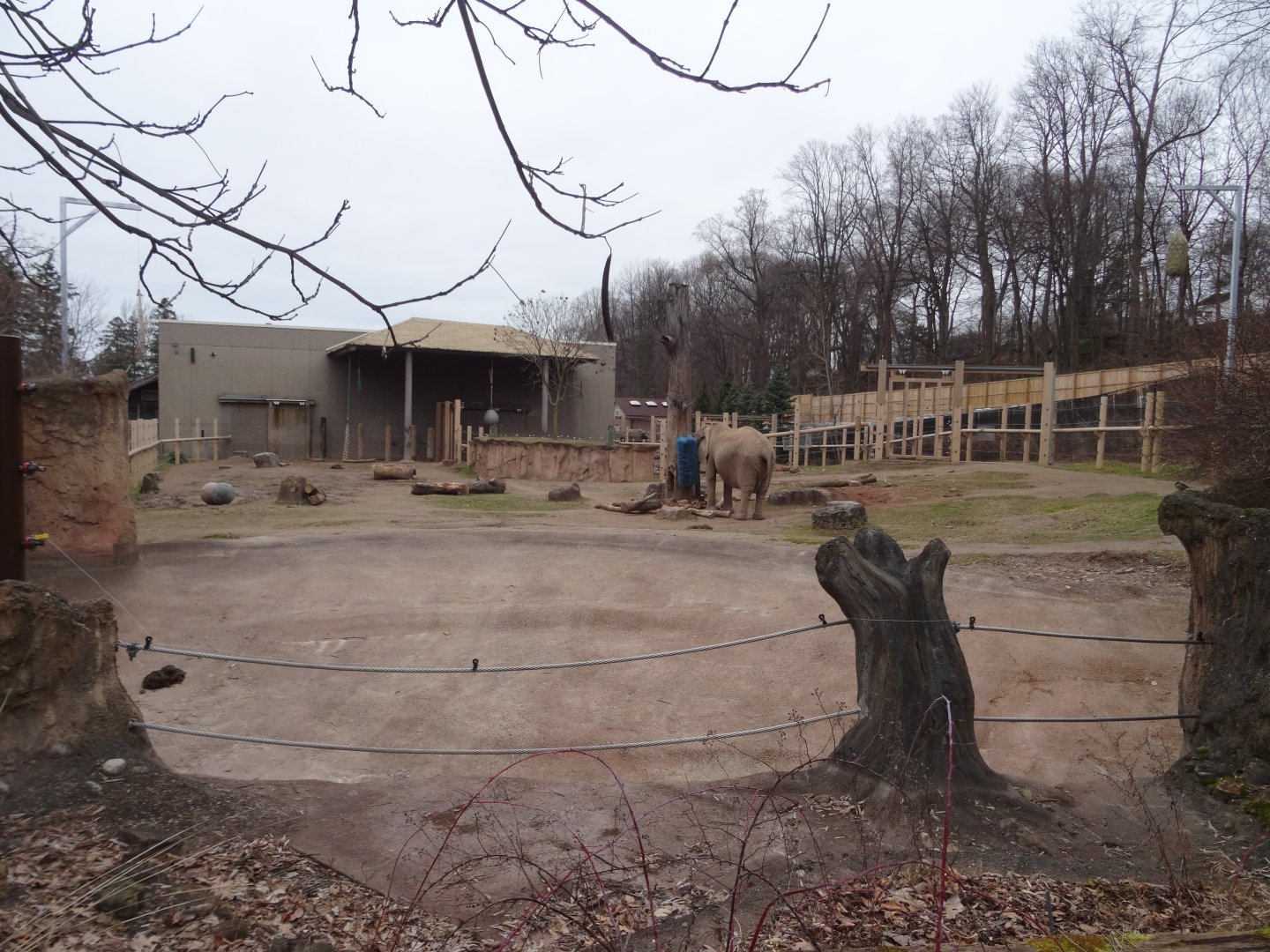 African Elephant Exhibit