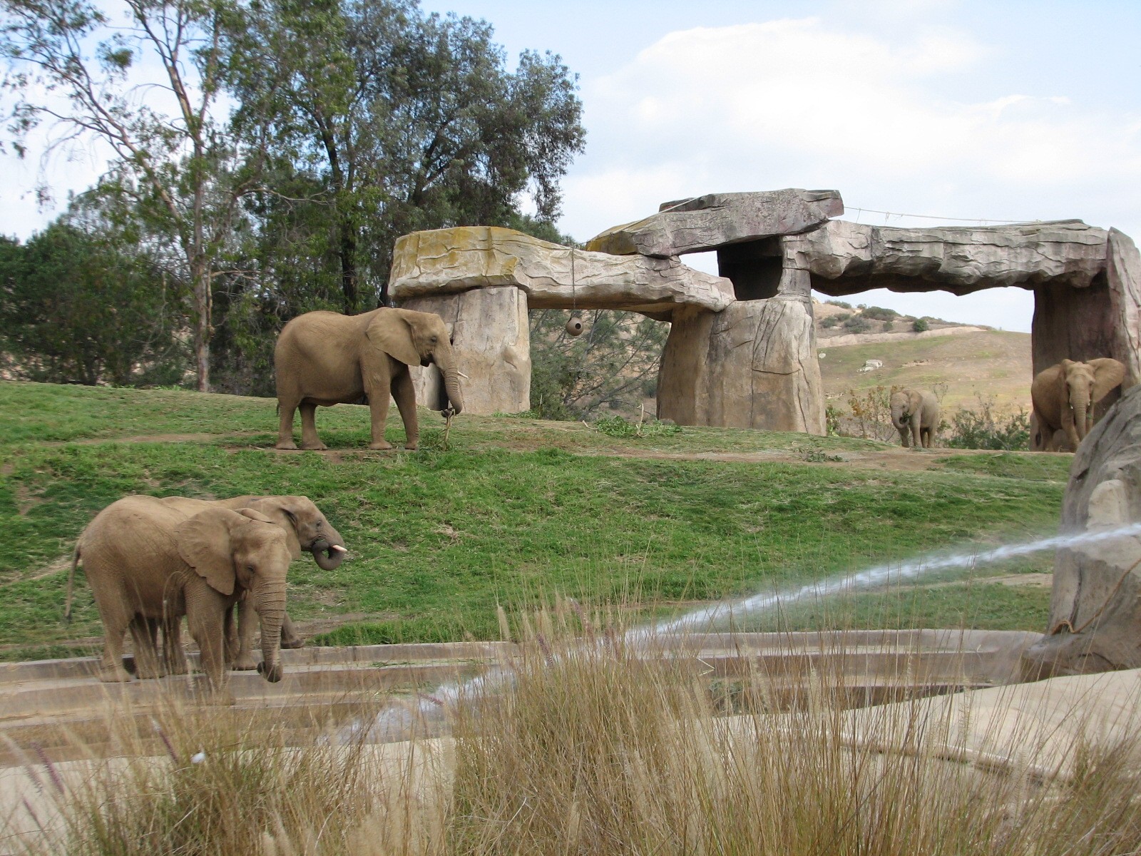 African Elephant Exhibit