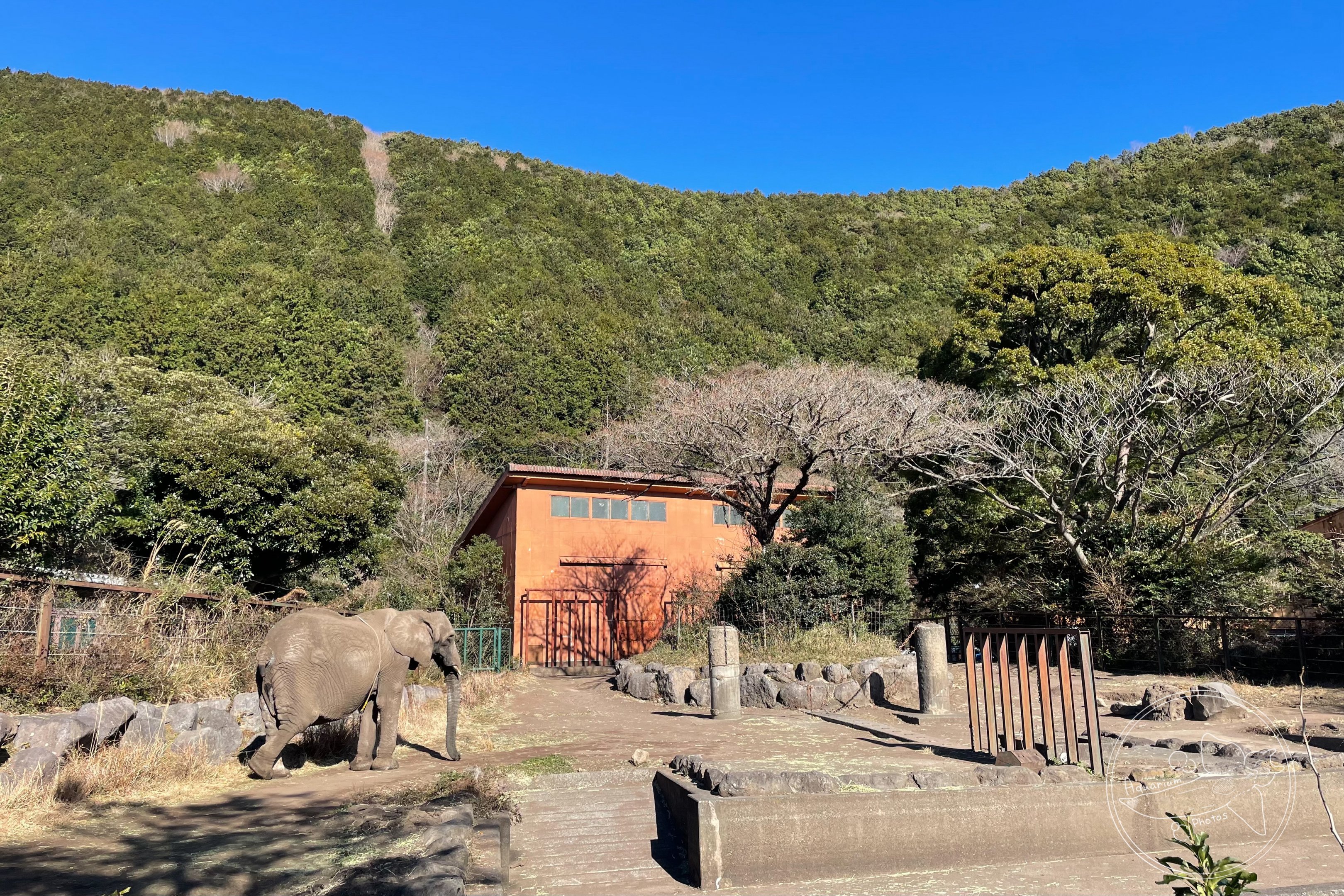 African Elephant Exhibit