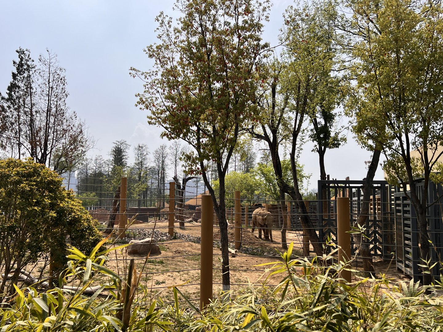 African Elephant Exhibit