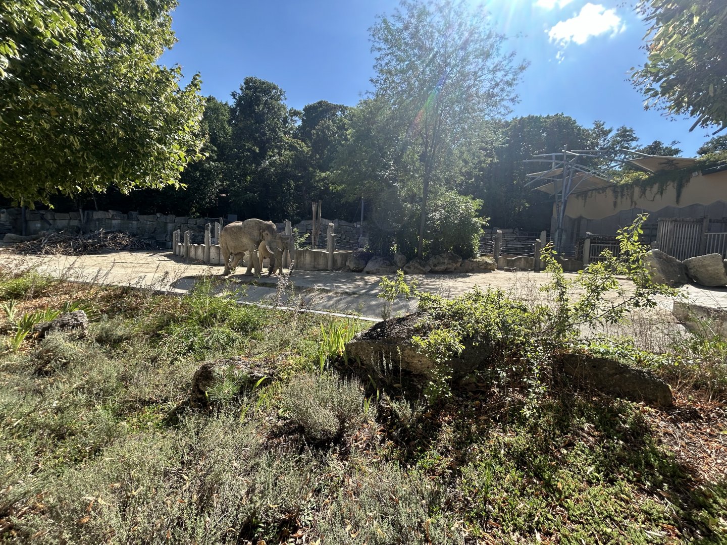 African Elephant Exhibit