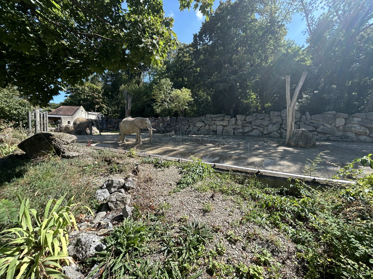 African Elephant Exhibit