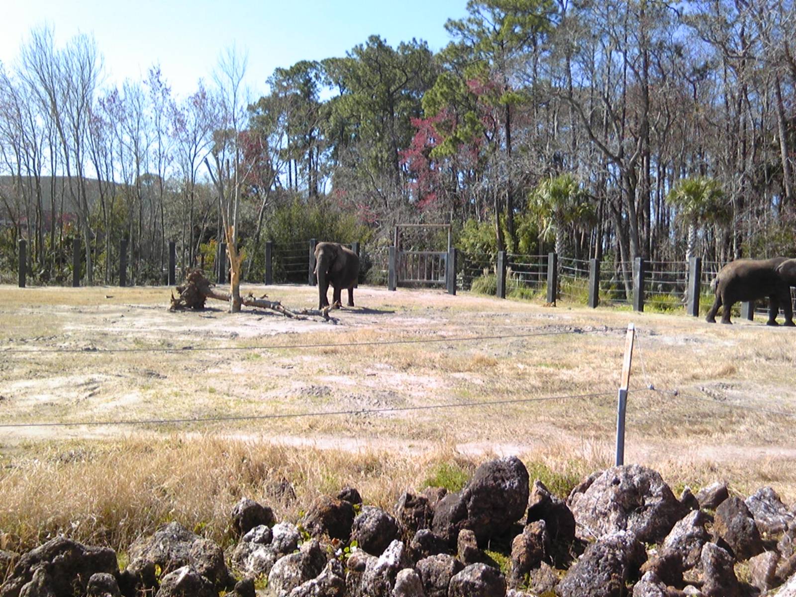 African Elephant exhibit