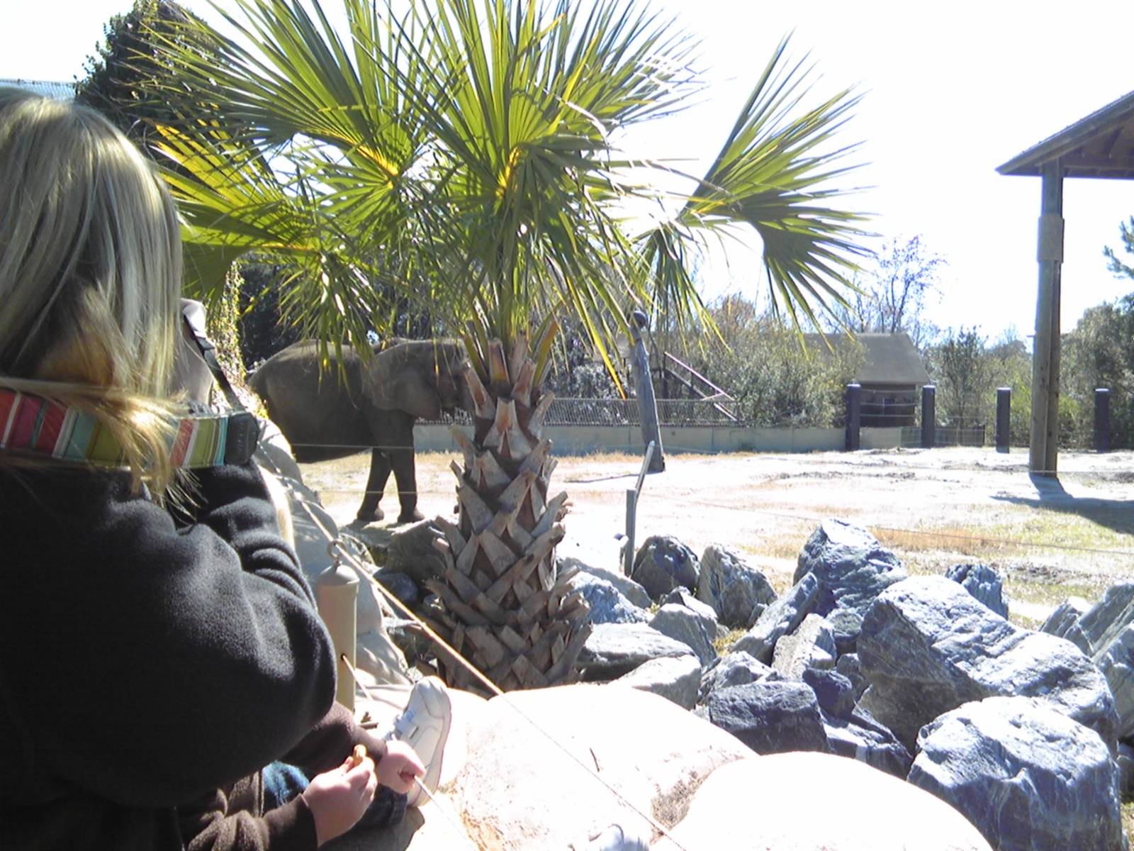 African Elephant exhibit