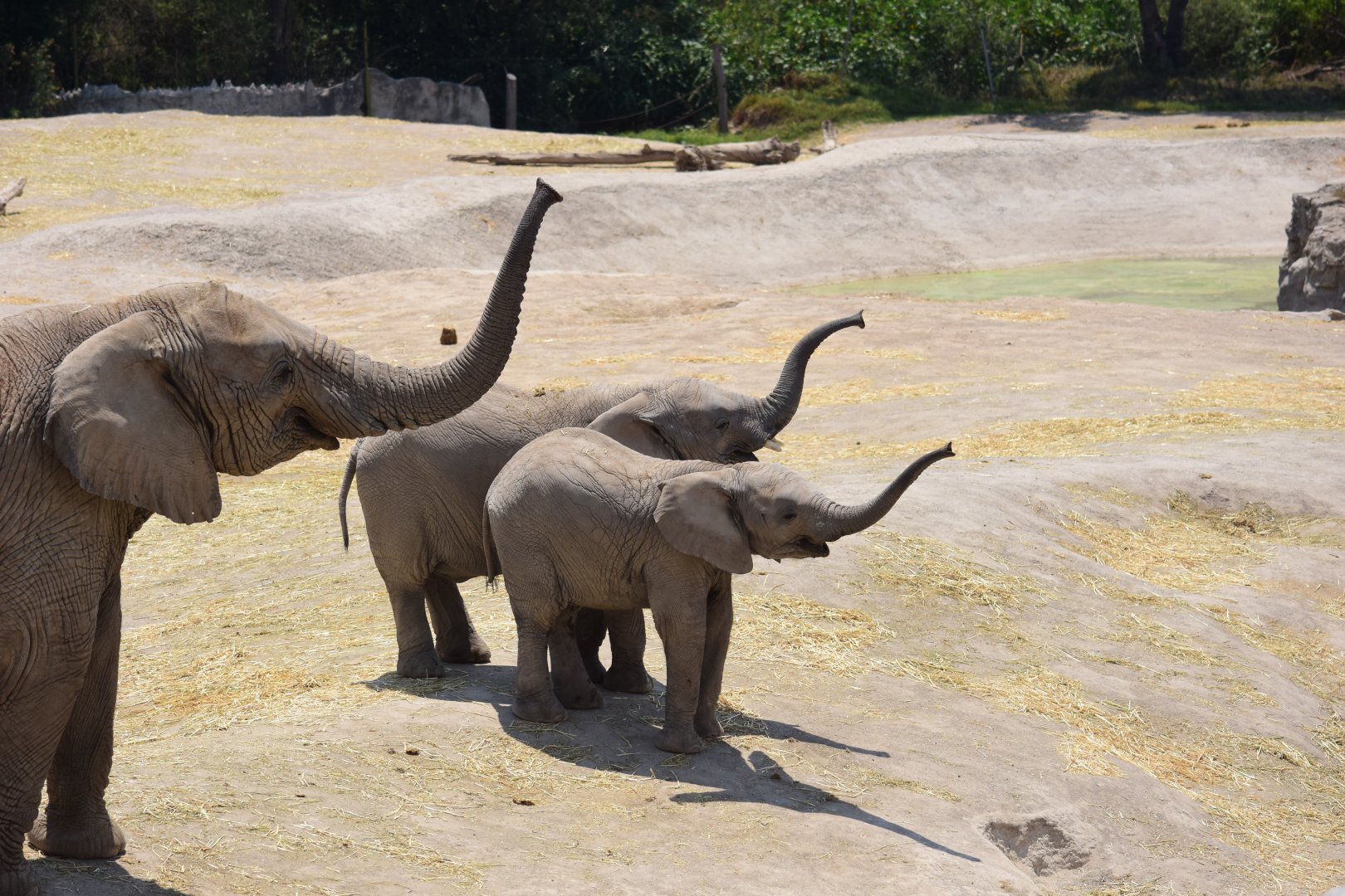 African elephant family