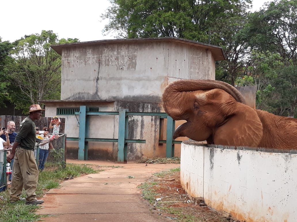 African-elephant feeding in front of public - Brasilia zoo