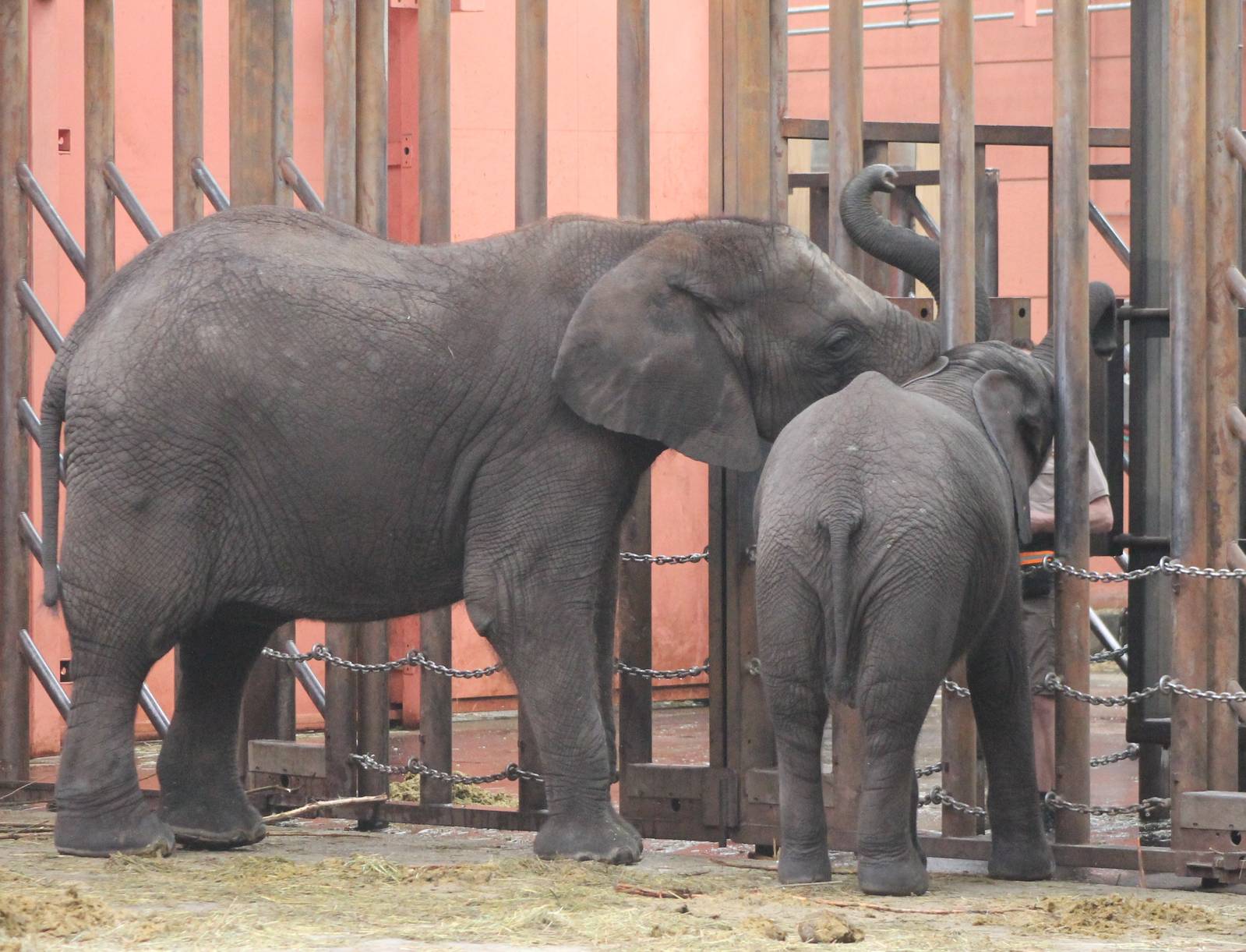 African elephant feeding