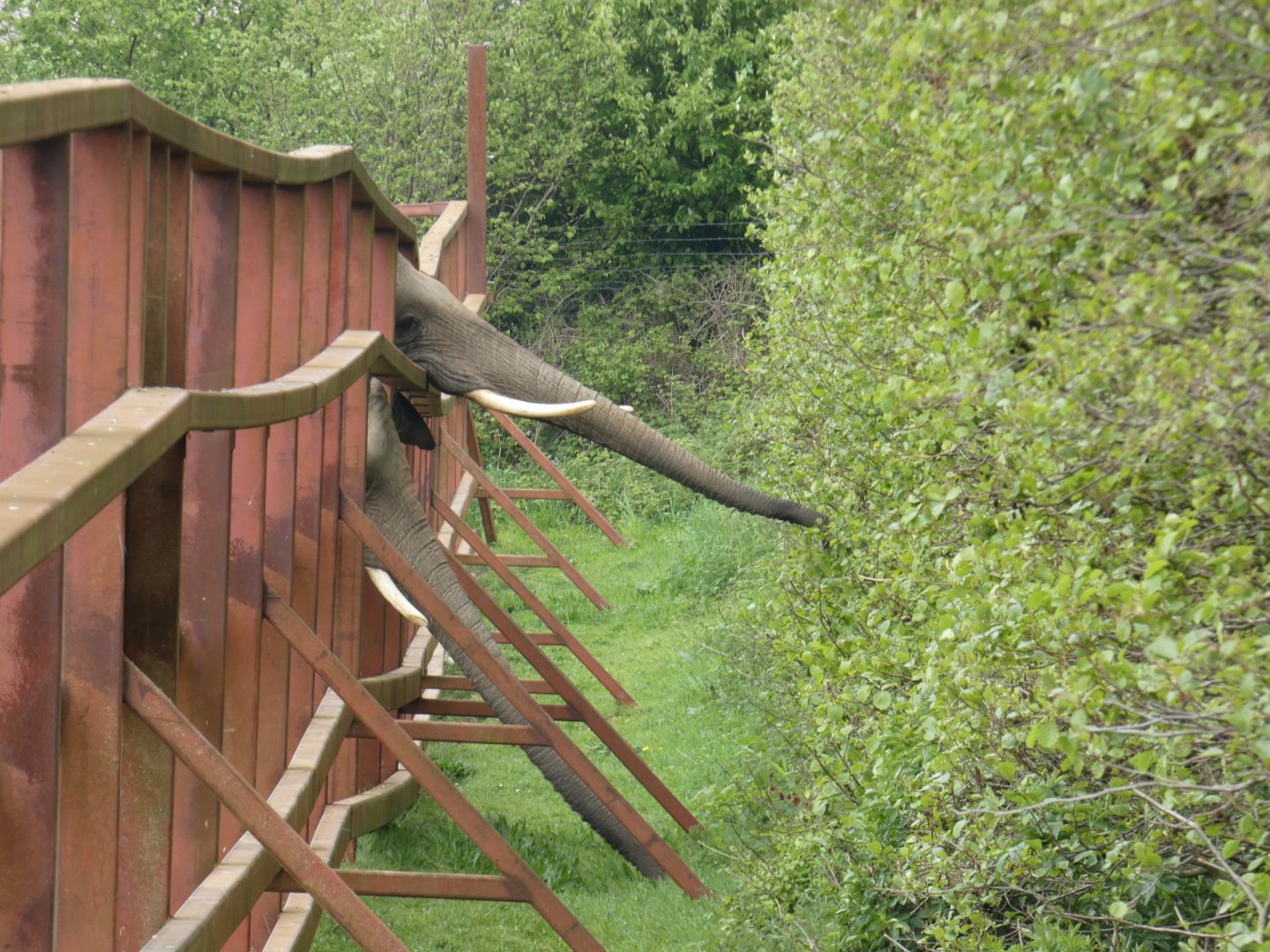 African elephant feeding