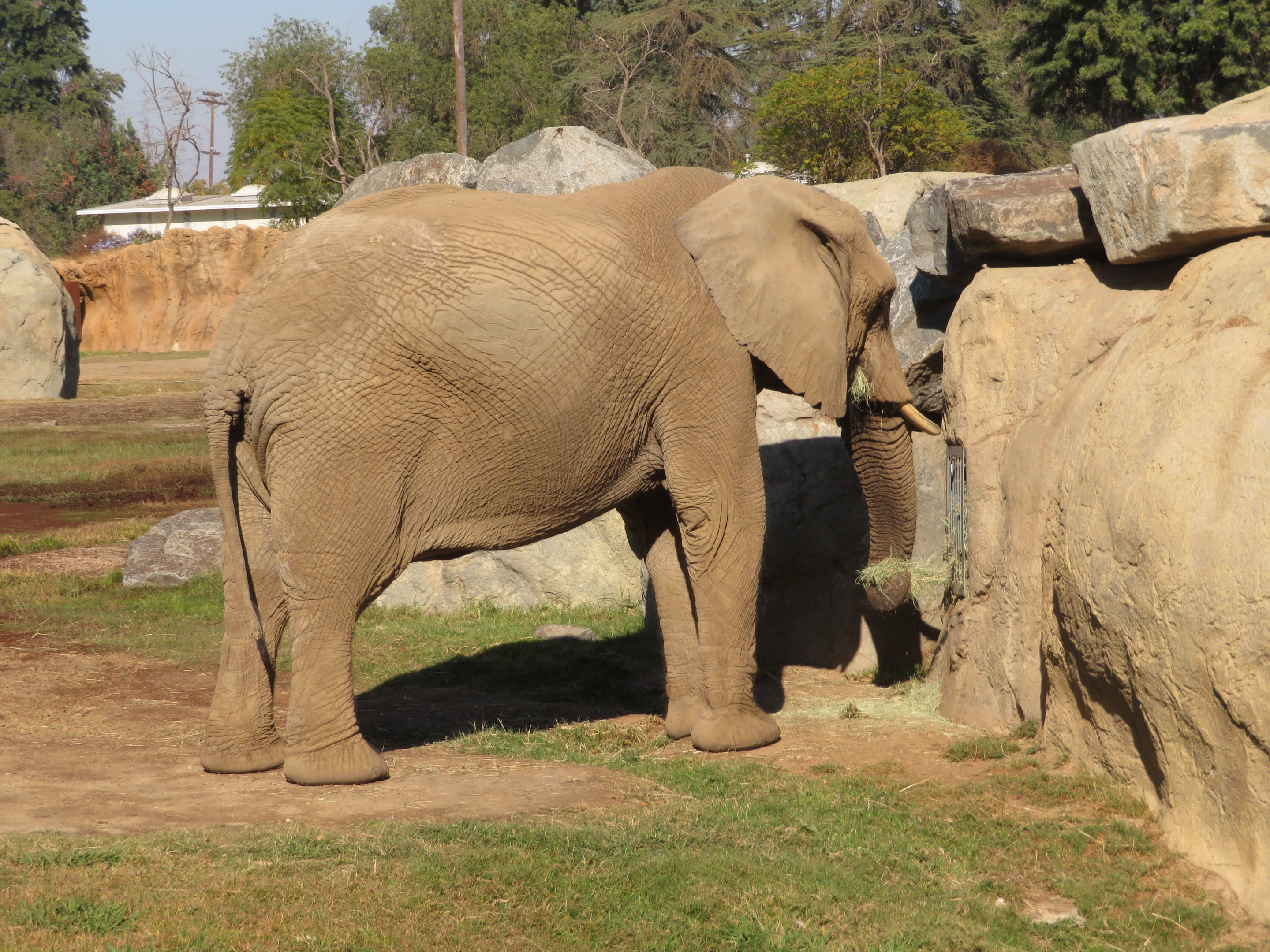 African Elephant Feeding