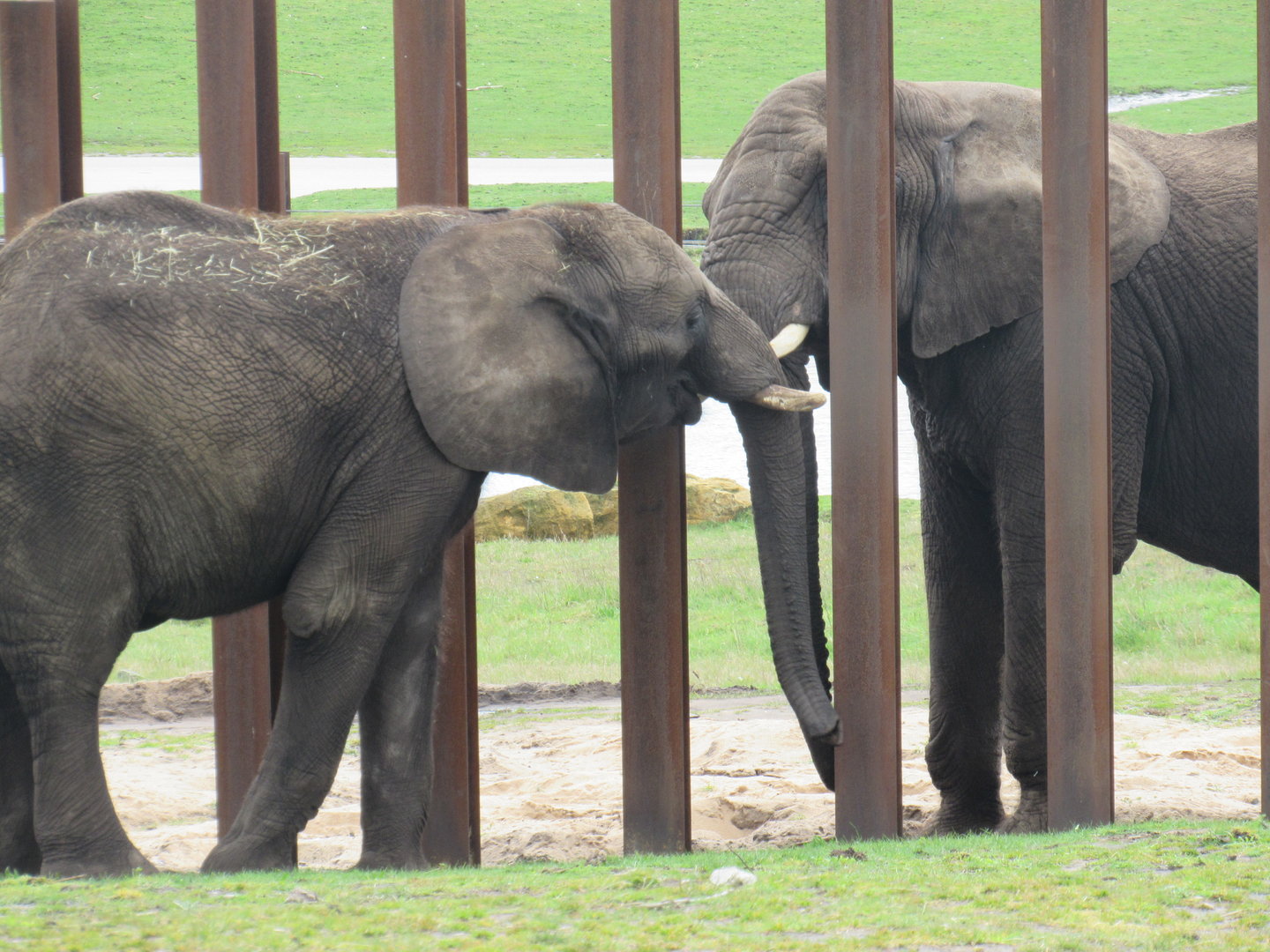 African Elephant - Five and Sutton