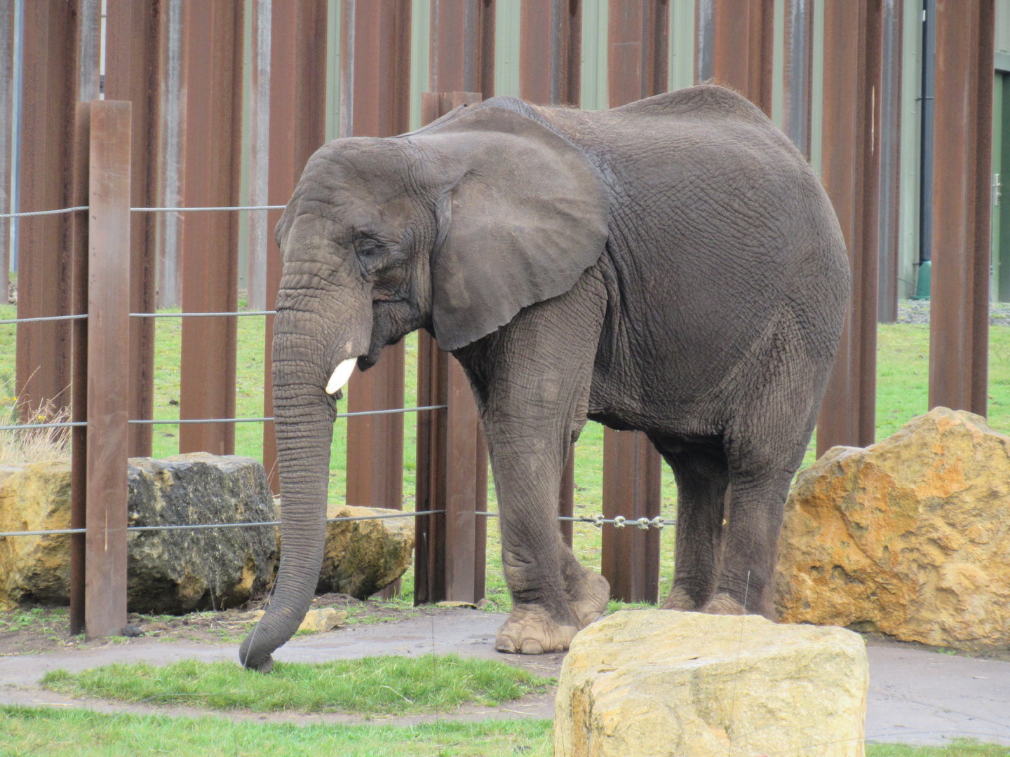 African Elephant - Five