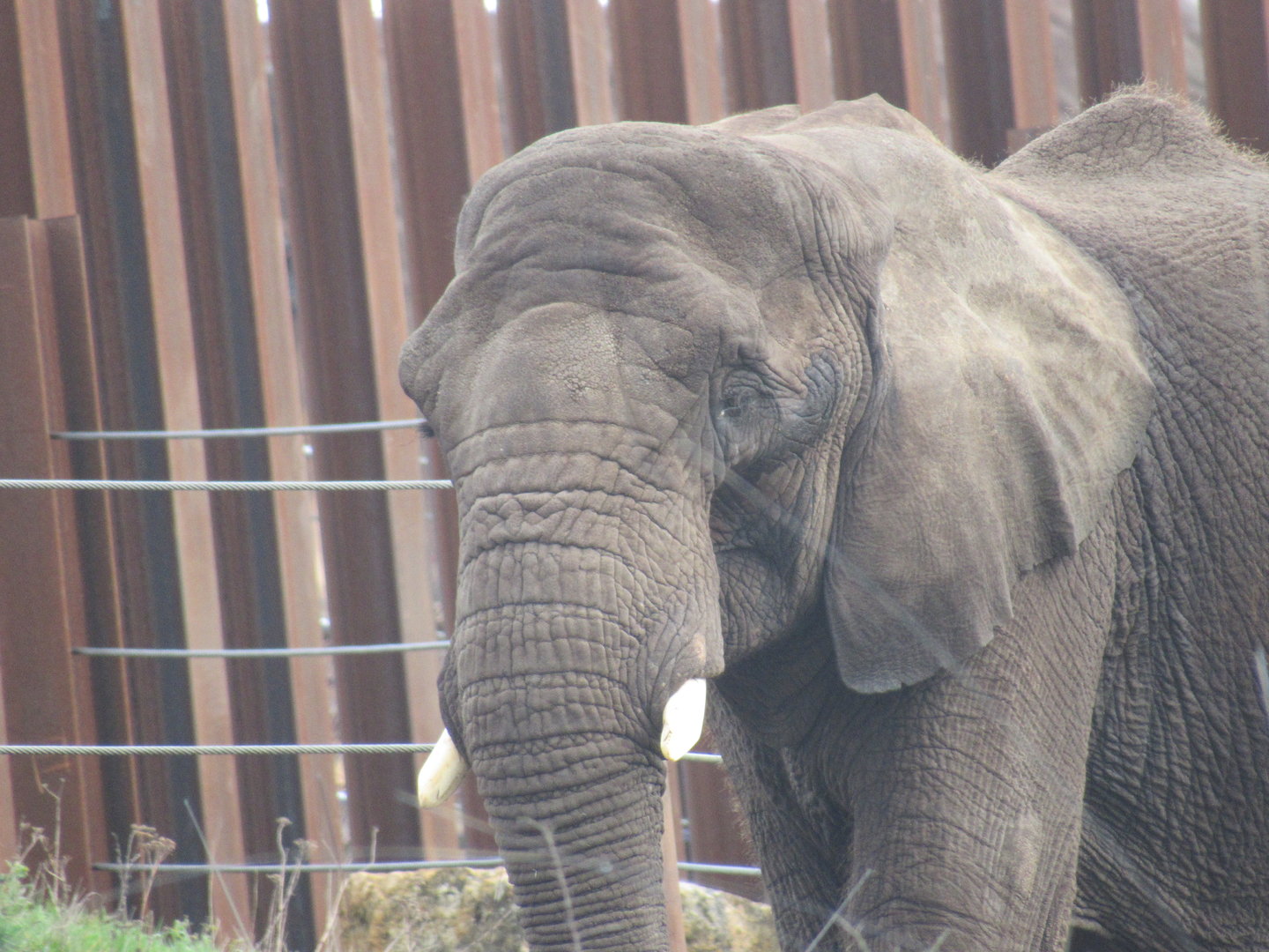 African Elephant - Five