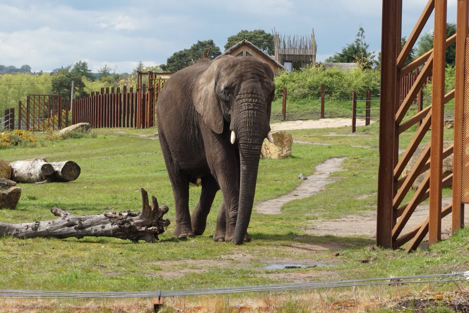 African elephant - Five