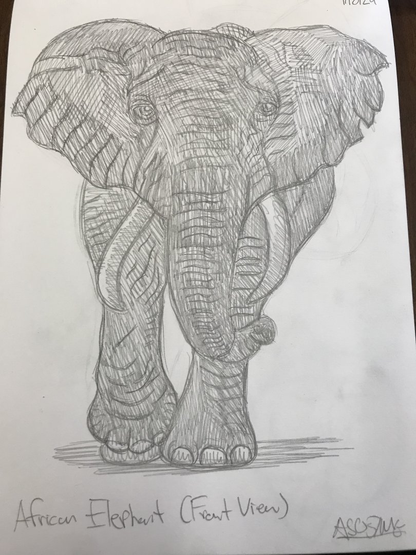 African Elephant (Front View Sketch)