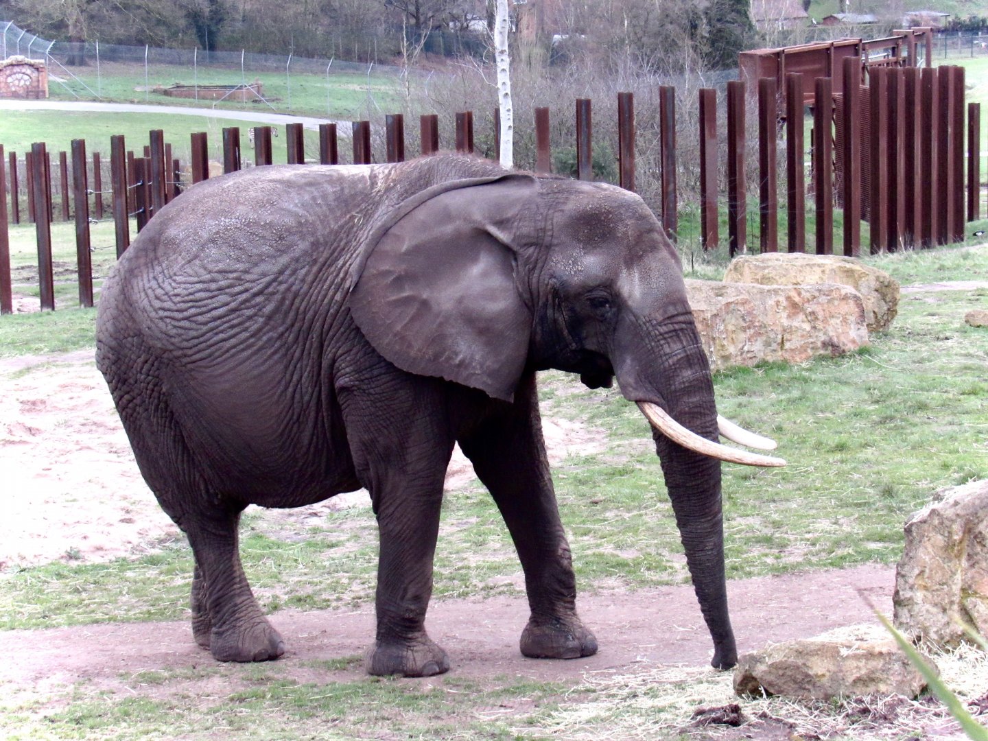 African elephant - Gitana
