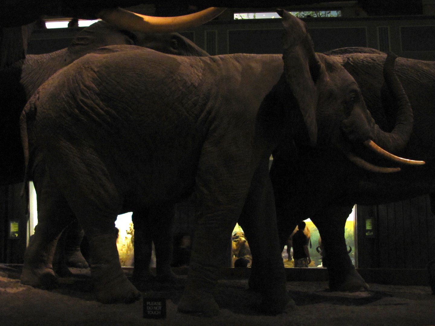 African Elephant Group 2nd Elephant