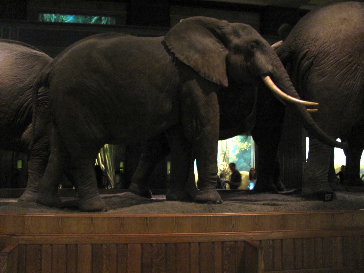 African Elephant Group 4th Elephant