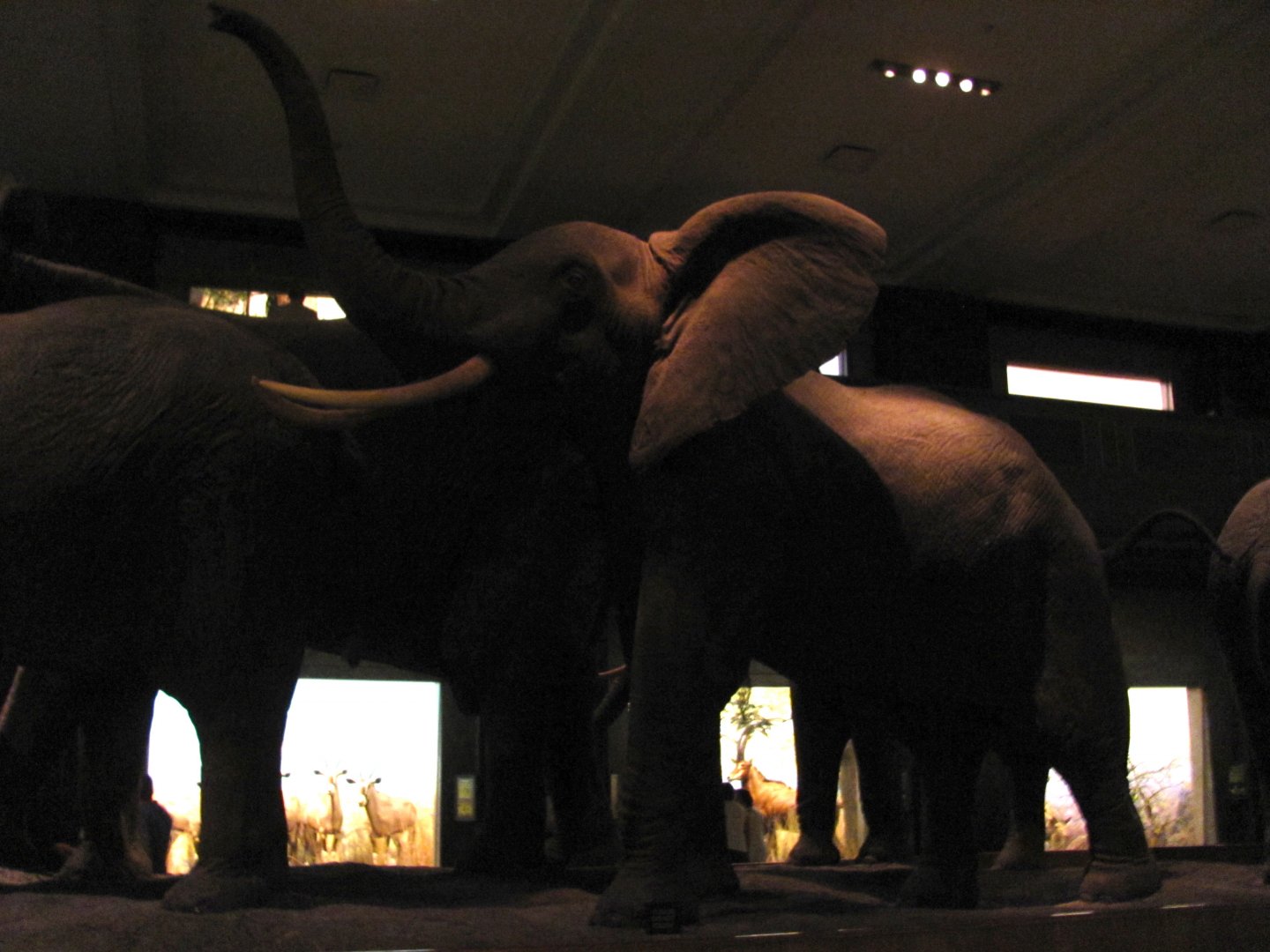 African Elephant Group 6th Elephant