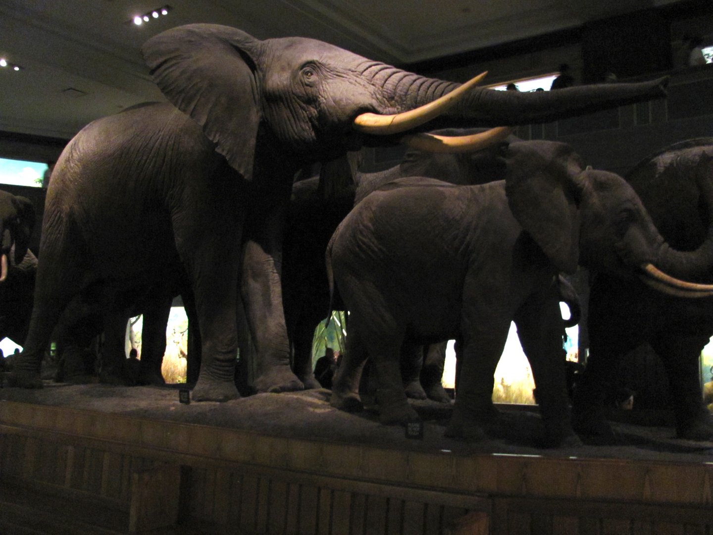 African Elephant Group Big Bull