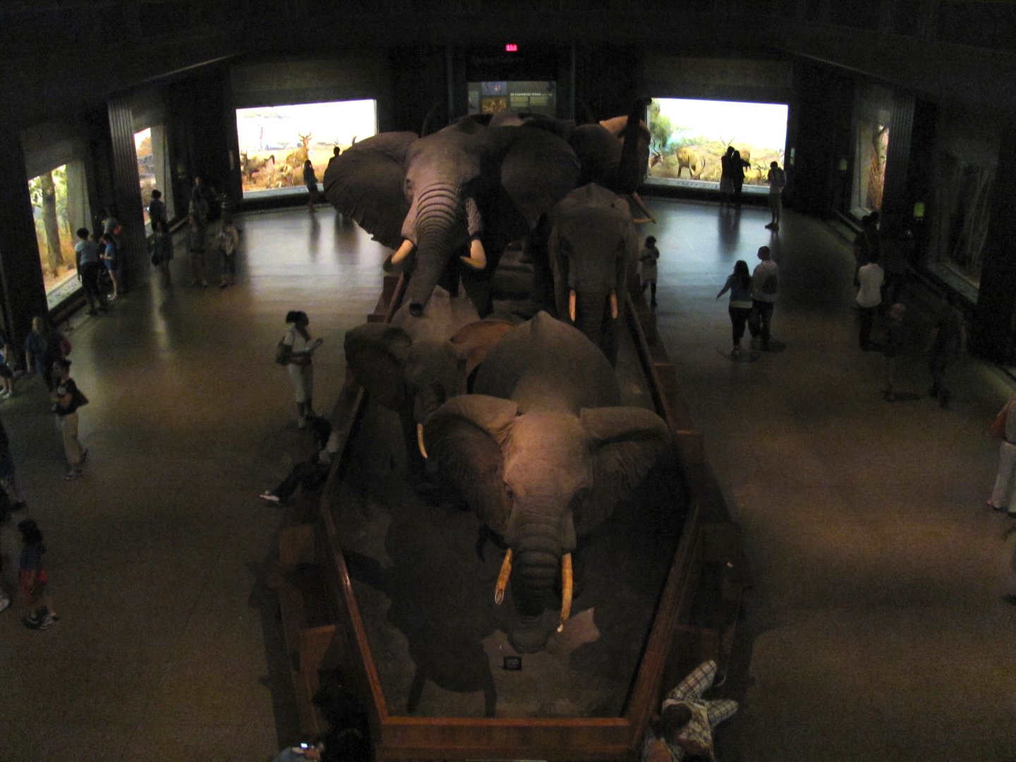 African Elephant Group Frontal Mezzanine View