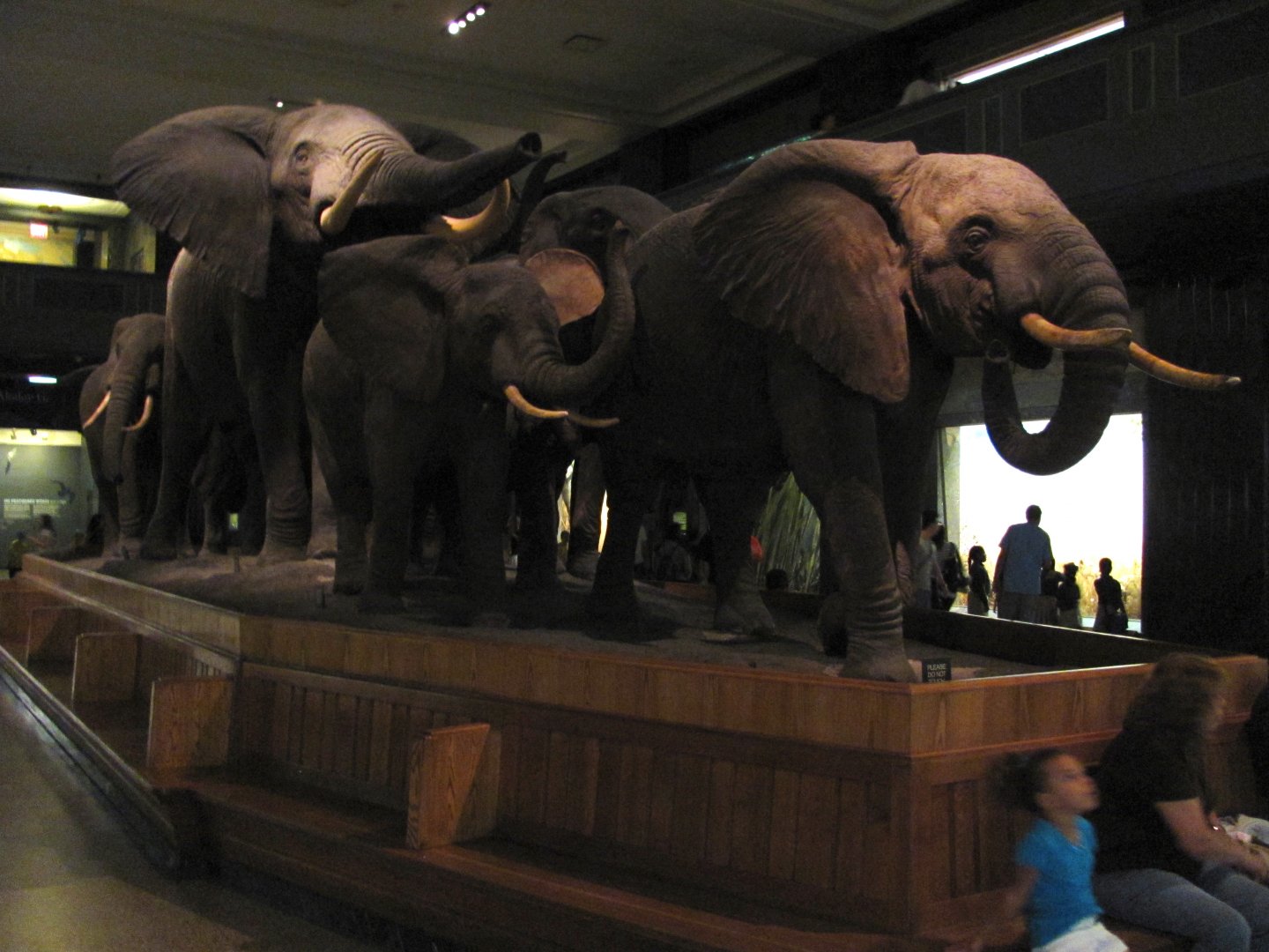 African Elephant Group Left Side