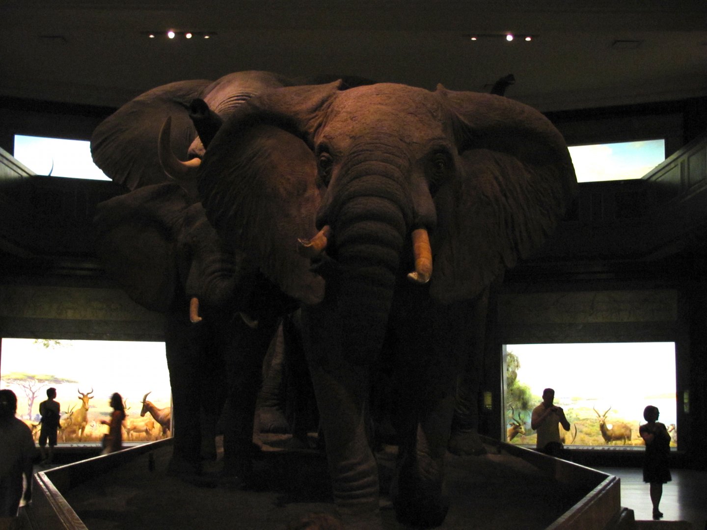 African Elephant Group Matriarch