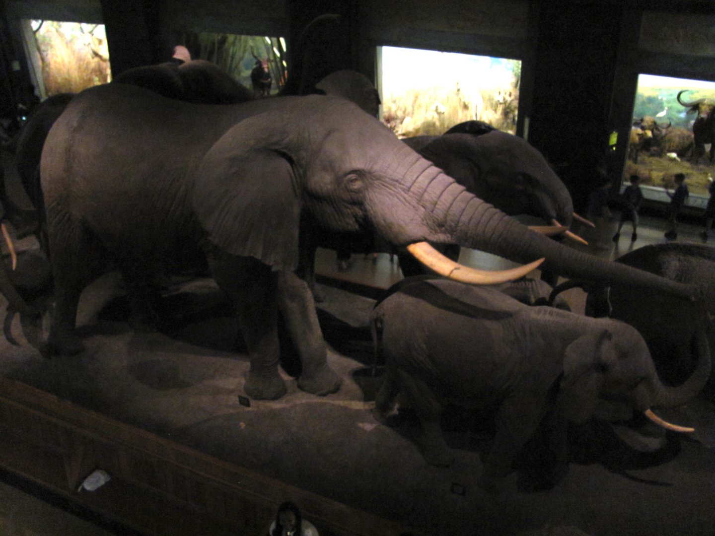 African Elephant Group Mezzanine Level Big Bull