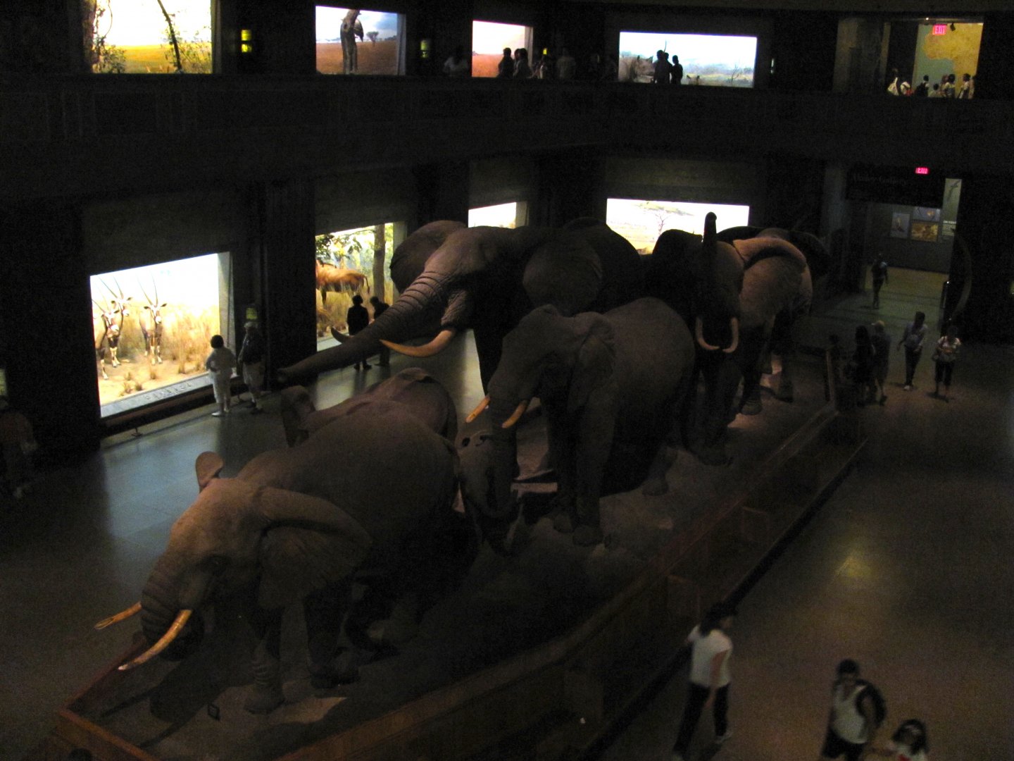 African Elephant Group Mezzanine Level Frontal Diagonal View