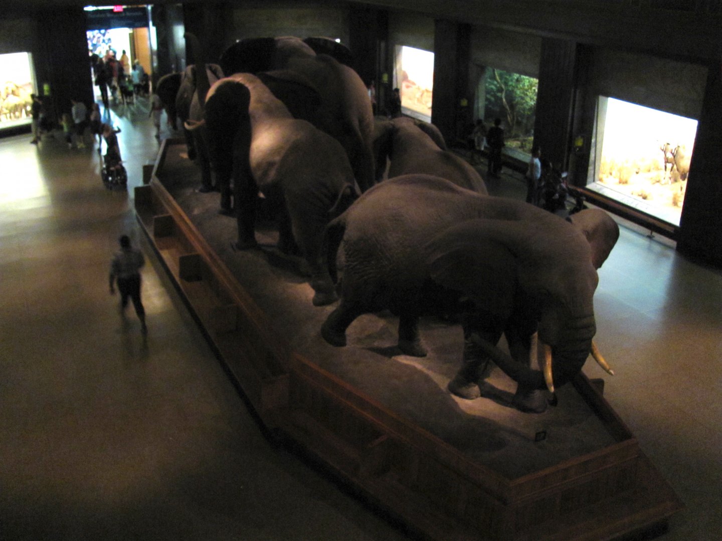 African Elephant Group Mezzanine Level Rear Diagonal View