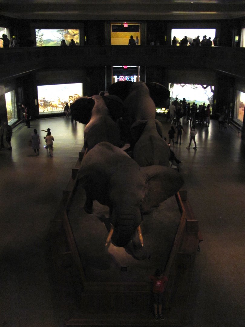 African Elephant Group Mezzanine Level Rear View