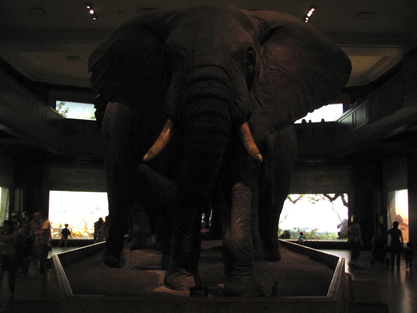 African Elephant Group Rear Guard Head On