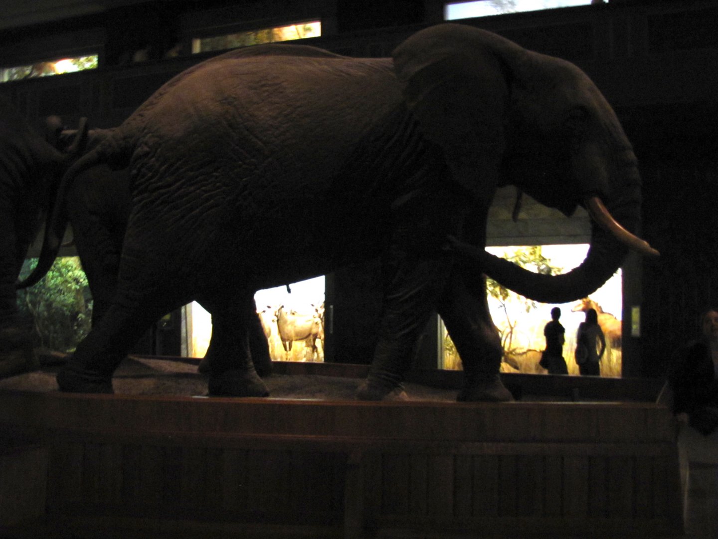 African Elephant Group Rear Guard Side View