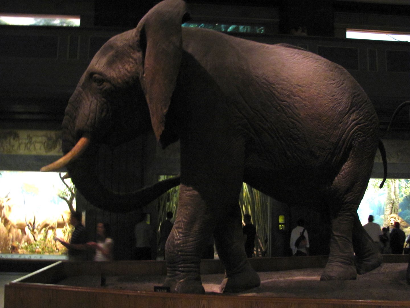 African Elephant Group Rear Guard