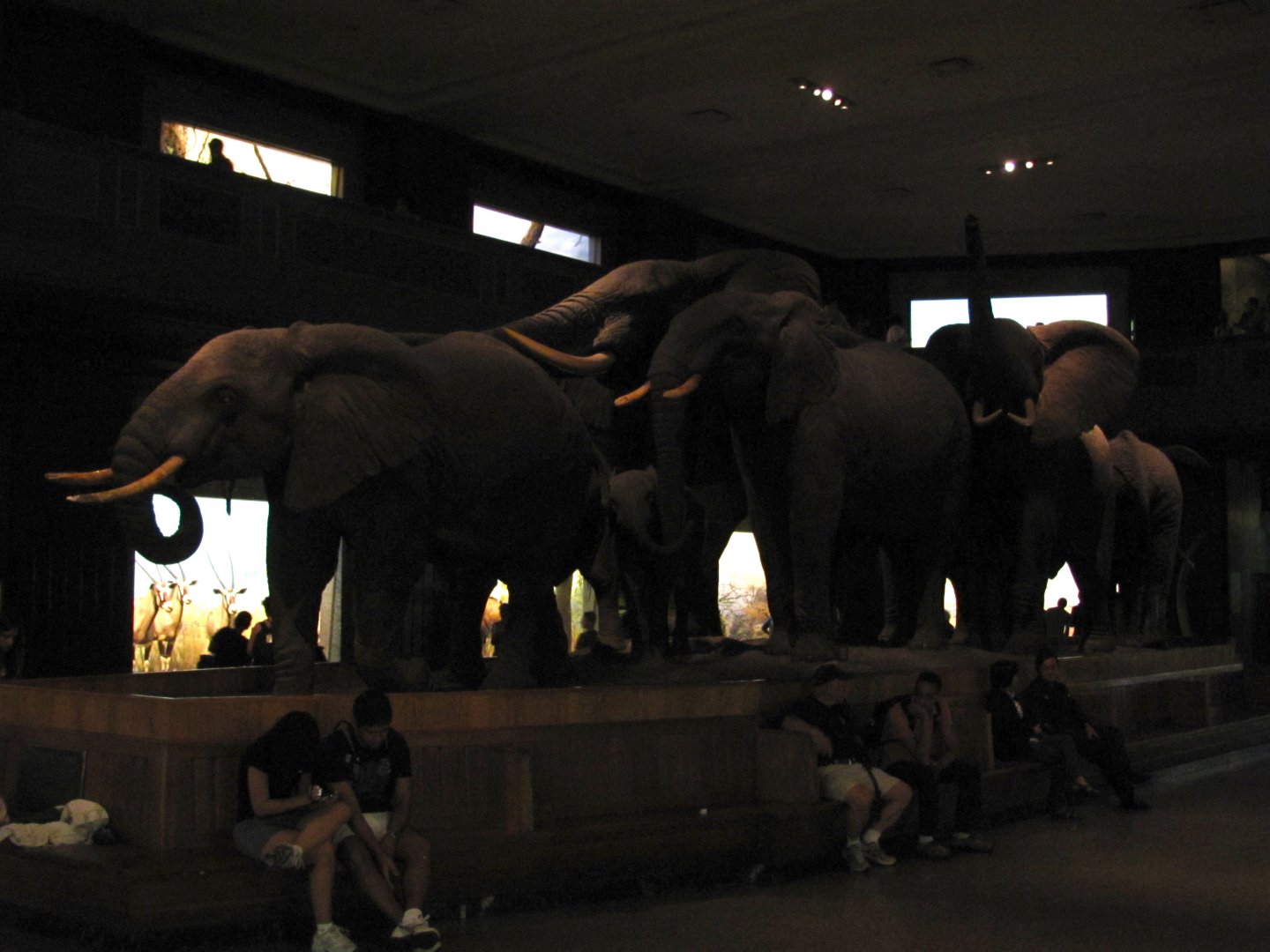 African Elephant Group Right Side