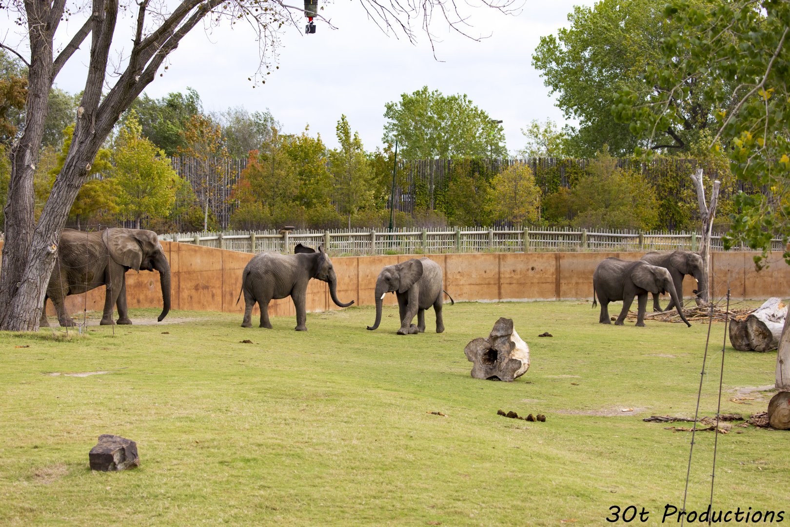 African Elephant Habitat