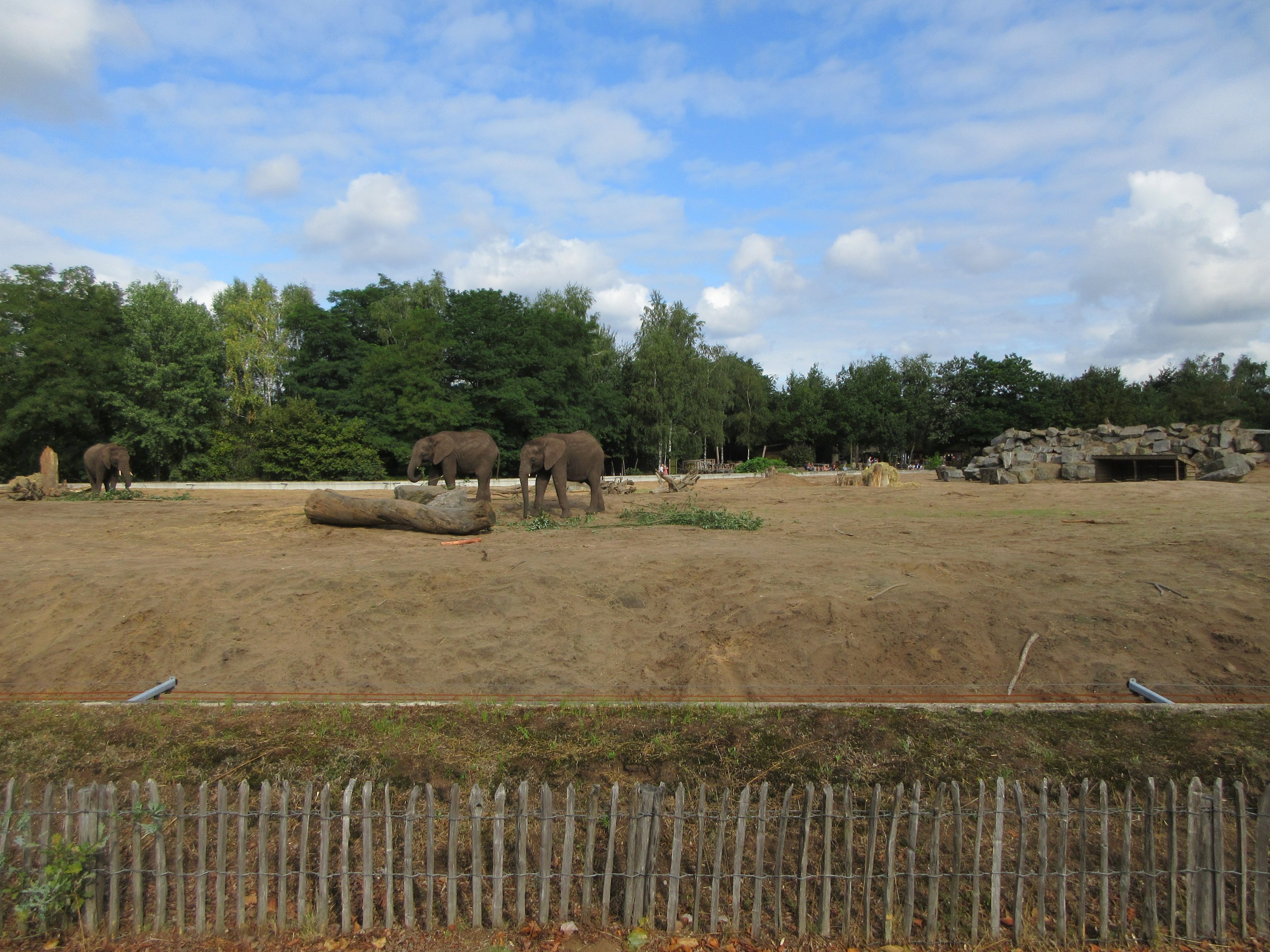 African Elephant/Hamadryas Baboon Exhibit