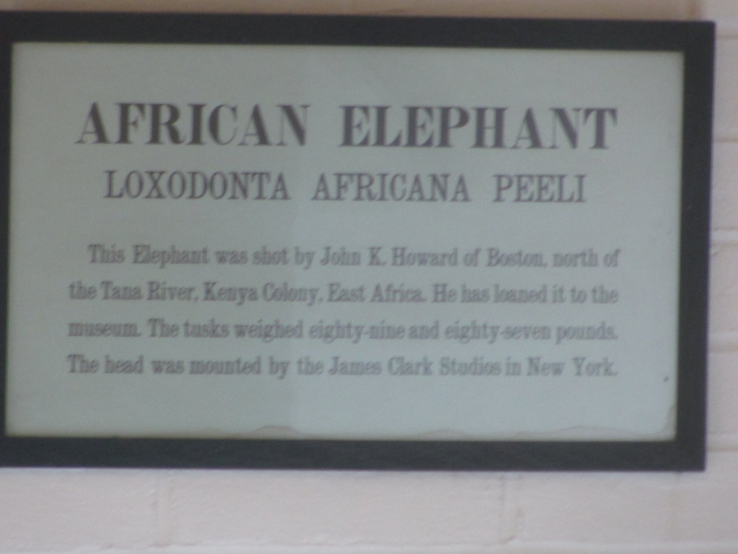 African Elephant Head Sign