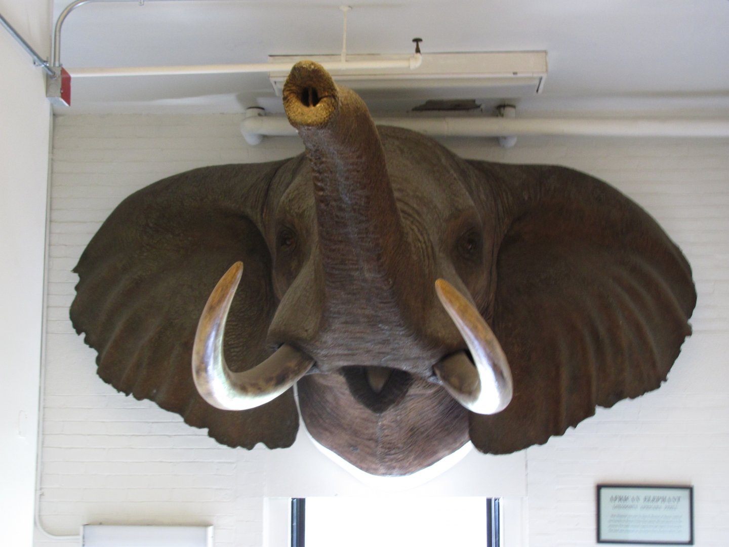 African Elephant Head