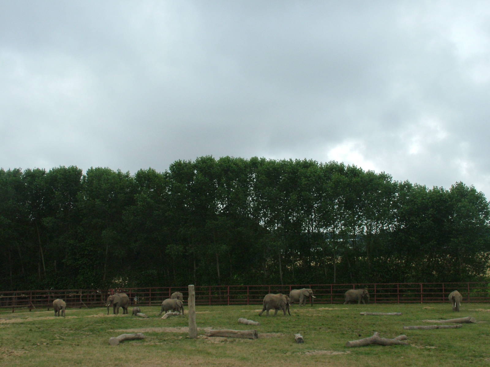 African Elephant herd at Howletts, 31/07/10