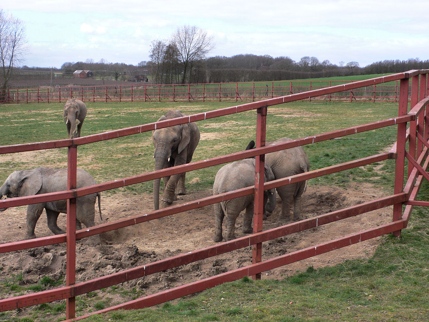 African Elephant Herd, Howletts, 14 March 09