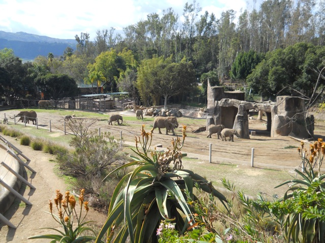 African elephant herd in former Asian elephant space