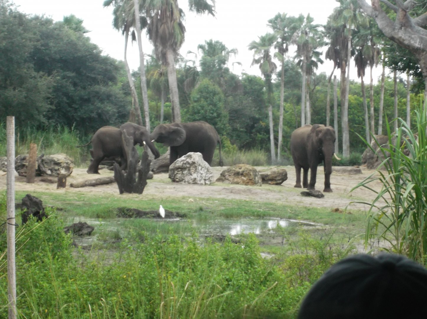 African Elephant Herd, Kilimanjaro Safaris