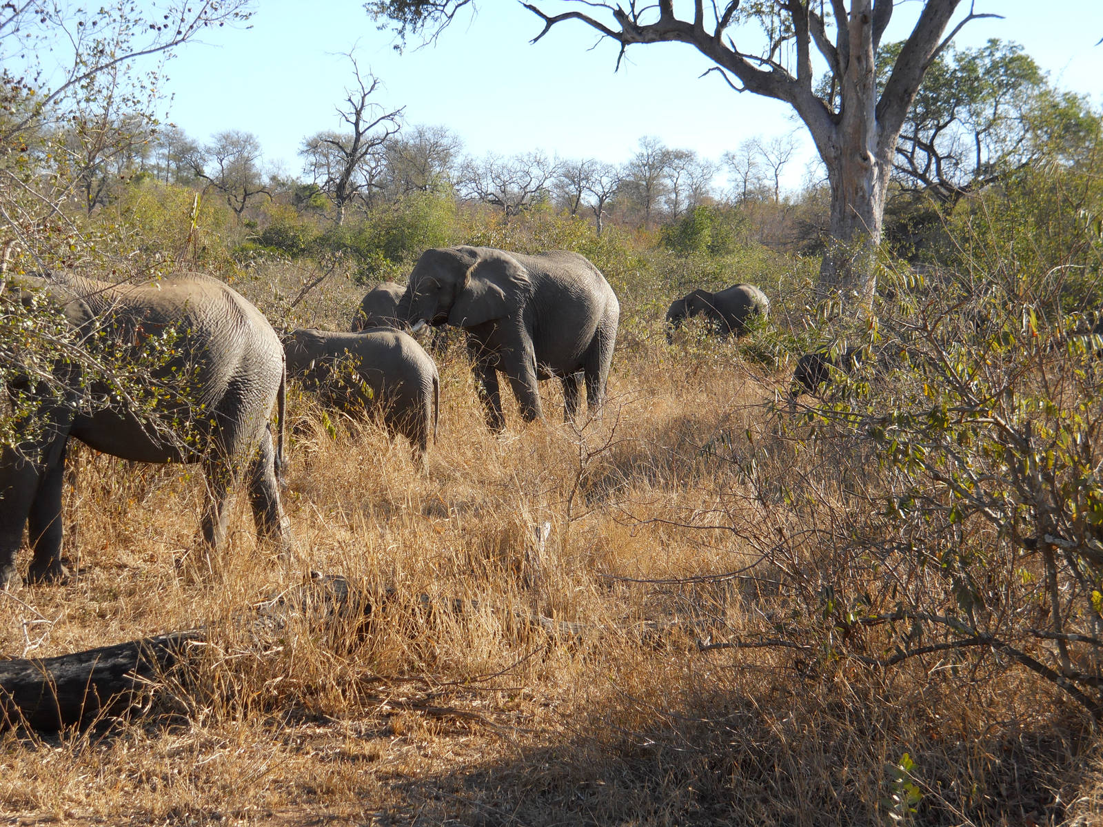African elephant herd, Kruger National Park, July 2012