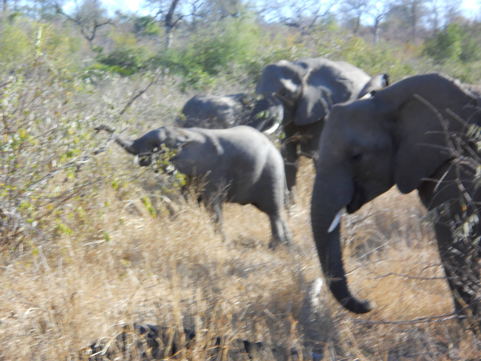African elephant herd, Kruger National Park, July 2012